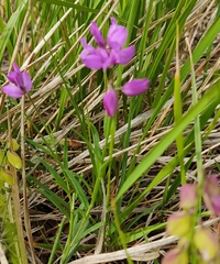 Polygala nicaeensis