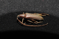 Philus antennatus
