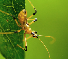 Cosmolestes picticeps