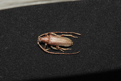 Philus antennatus