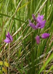 Polygala nicaeensis