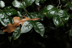 Rhysotoechia bifoliolata