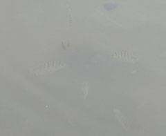 Selenotoca multifasciata