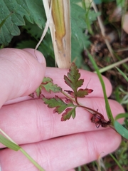 Geranium robertianum