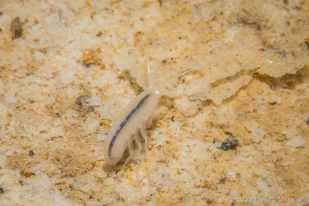 Madison Cave Amphipod