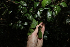 Rhysotoechia bifoliolata