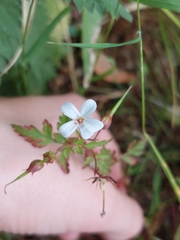 Geranium robertianum