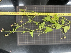 Persicaria senticosa