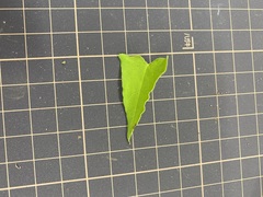 Persicaria senticosa