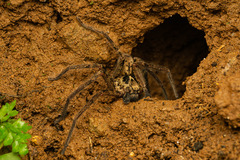 Heteropoda distincta