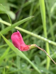 Lathyrus nissolia