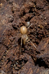 Bathyphantes weyeri