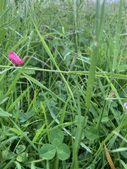 Lathyrus nissolia