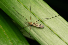 Chioneinae