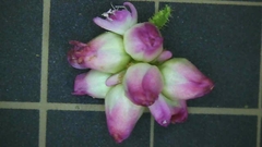 Persicaria senticosa