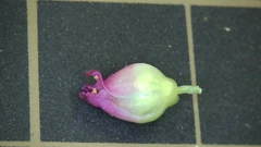 Persicaria senticosa