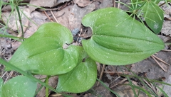 Maianthemum bifolium