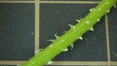 Persicaria senticosa