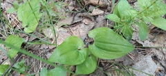 Maianthemum bifolium