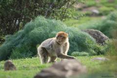 Macaca sylvanus