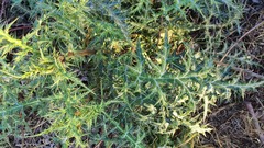 Echinops spinosissimus