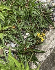 Senecio taitungensis