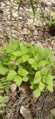 Rubus arcticus