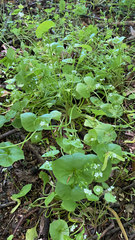 Claytonia perfoliata