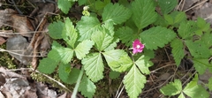 Rubus arcticus