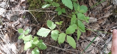 Rubus arcticus