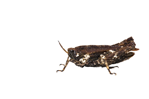 Common Groundhopper, 8421 Oldeberkoop, Nederland, photo 4 of 10