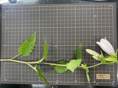 Campanula punctata punctata