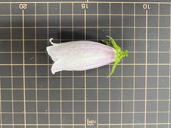 Campanula punctata punctata