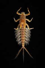 Potamanthus luteus