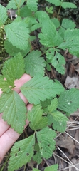 Rubus arcticus