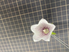 Campanula punctata punctata