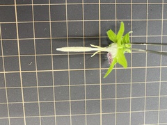 Campanula punctata punctata