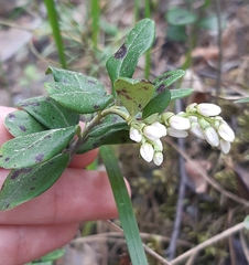 Vaccinium vitis-idaea