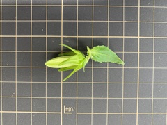 Campanula punctata punctata