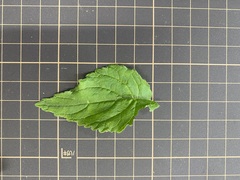 Campanula punctata punctata