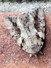 Catocala micronympha