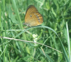 Coenonympha oedippus
