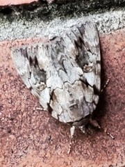 Catocala micronympha