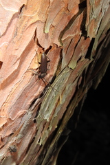 Cephalallus unicolor