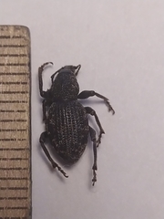 Otiorhynchus scopularis