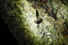 Dastarcus helophoroides