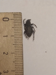 Otiorhynchus scopularis