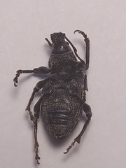 Otiorhynchus scopularis