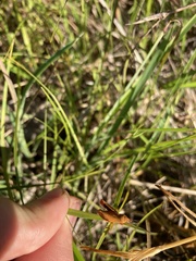 Mellilla xanthometata