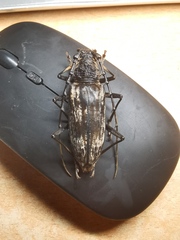 Trirachys orientalis